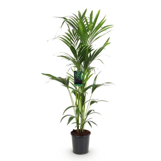 La Green Touch - Kentia Howea Forsteriana - D24 H150cm - Image 3