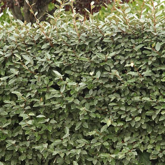 Elaeagnus ebbingei Compacta - Chalef Pot de 2L/3L - Image 1