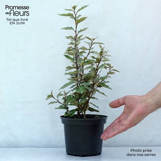 Elaeagnus ebbingei Compacta - Chalef Pot de 2L/3L - Image 2