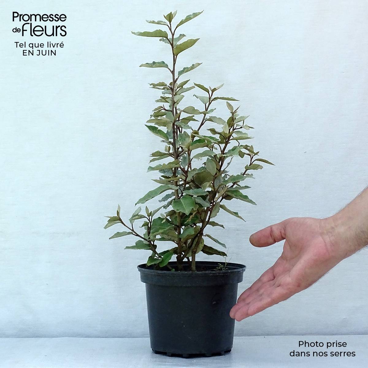Elaeagnus ebbingei Compacta - Chalef Pot de 2L/3L - Image 2