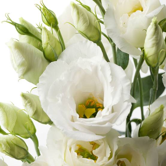 Graines de Lisianthus F1 Cessna Pure White III (graines enrobées) le sachet de 20 graines environ