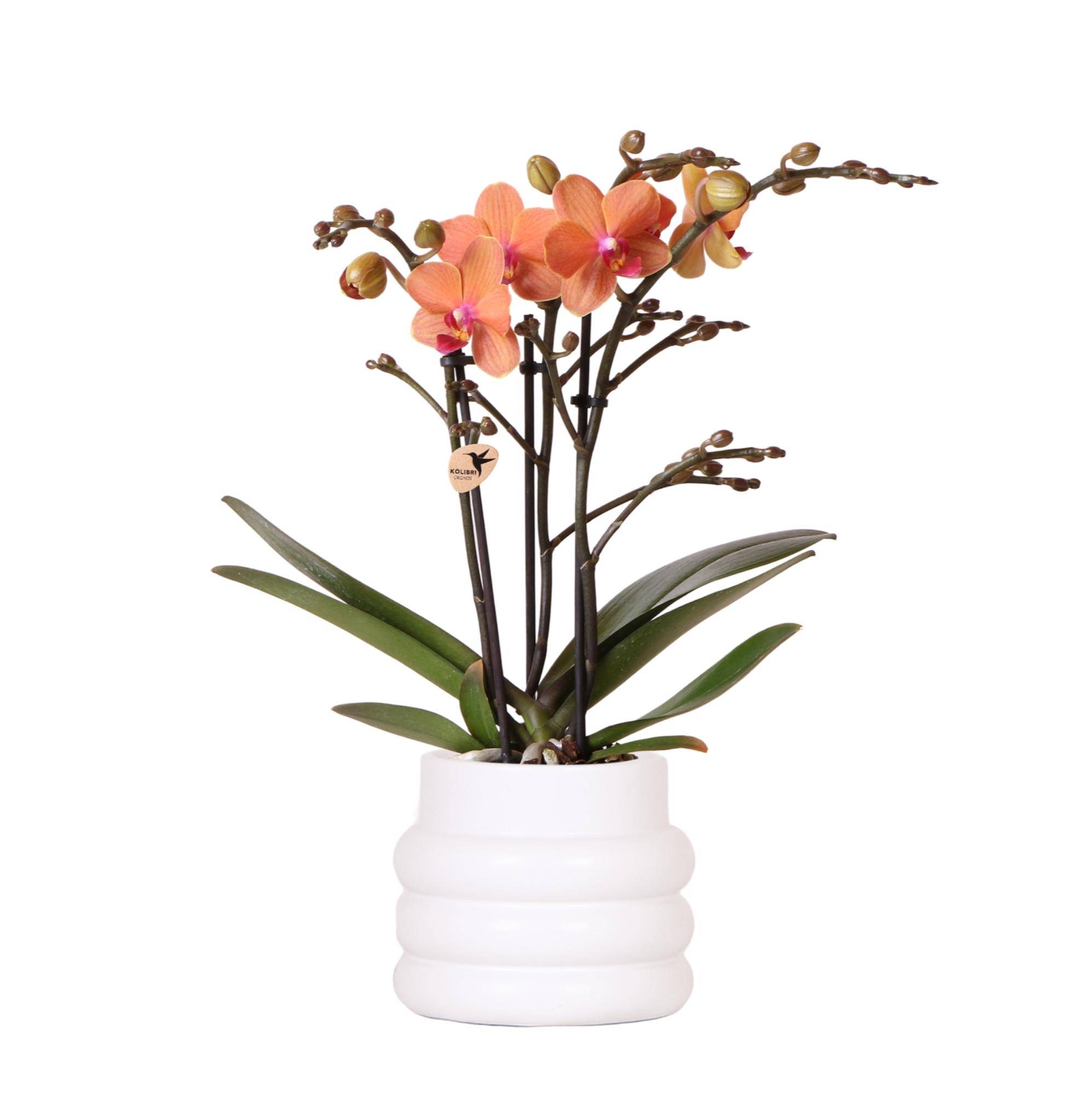Orchidée Phalaenopsis 'Mineral Bolzano' orange - Pot de 9cm - Bulles blanches - Plantes d'intérieur - Image 1