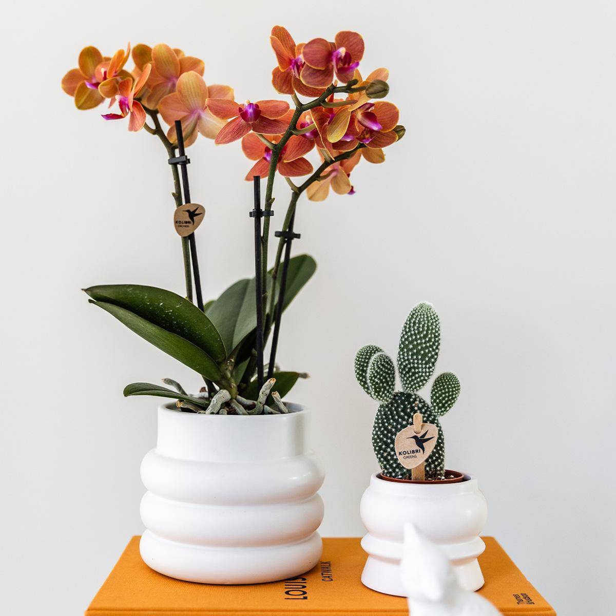 Orchidée Phalaenopsis 'Mineral Bolzano' orange - Pot de 9cm - Bulles blanches - Plantes d'intérieur - Image 5