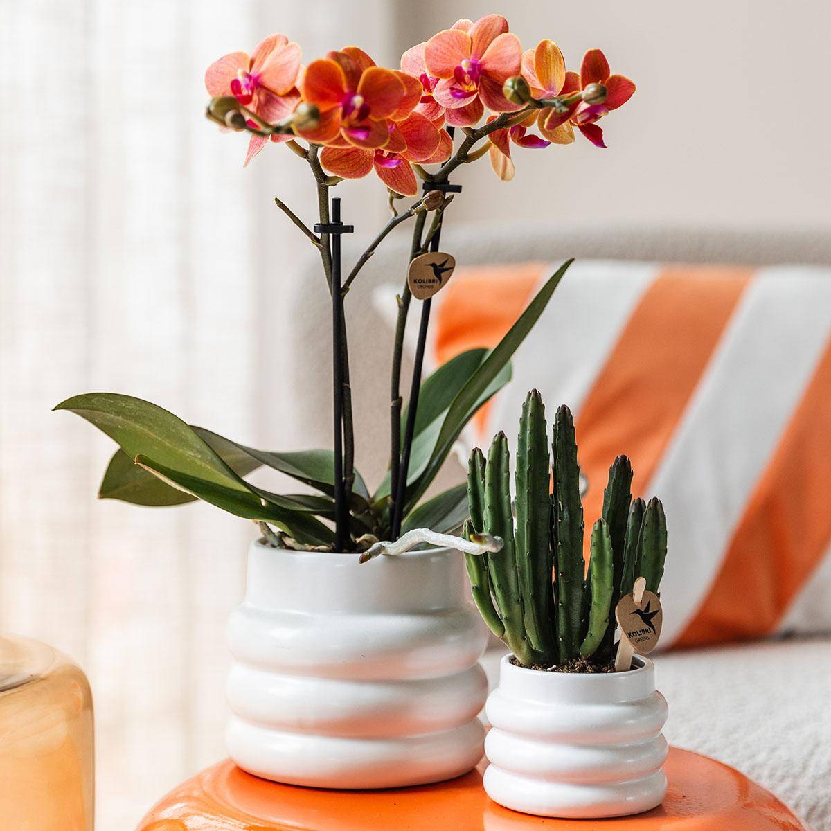 Orchidée Phalaenopsis 'Mineral Bolzano' orange - Pot de 9cm - Bulles blanches - Plantes d'intérieur - Image 2