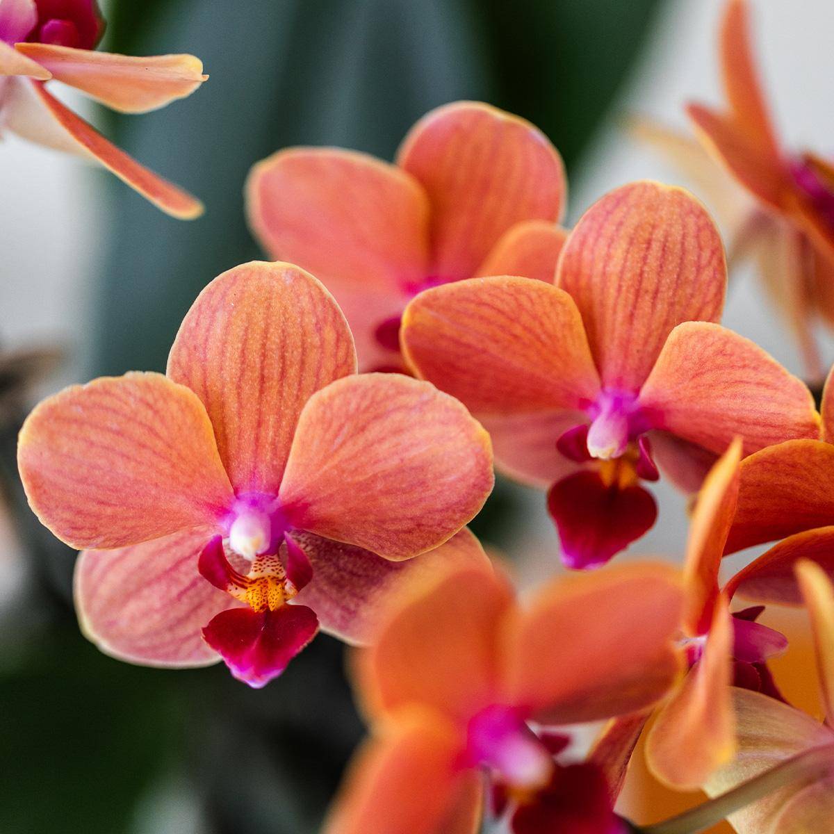 Orchidée Phalaenopsis 'Mineral Bolzano' orange - Pot de 9cm - Bulles blanches - Plantes d'intérieur - Image 6