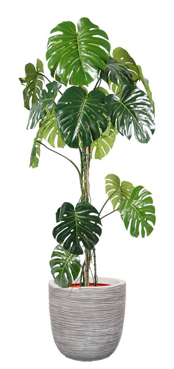 Artificielles - Monstera deliciosa artificielle, sur pied, en pot H 180 cm, D 80 cm - dimhaut: H 180 cm - Image 2