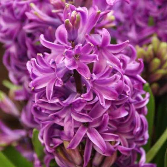 Promesse de Fleurs - Jacinthe Purple Sensation Bulbe calibre 18+ (par 5)