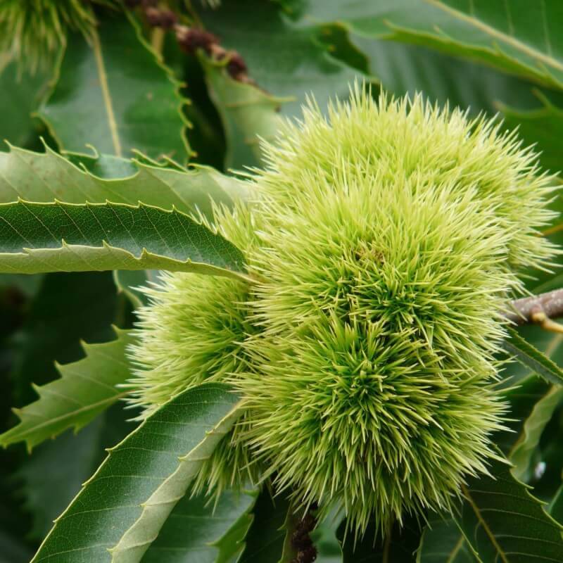 Châtaignier Commun (Castanea Sativa) - Godet - Taille 20/40cm - Pépinières Naudet - Image 2