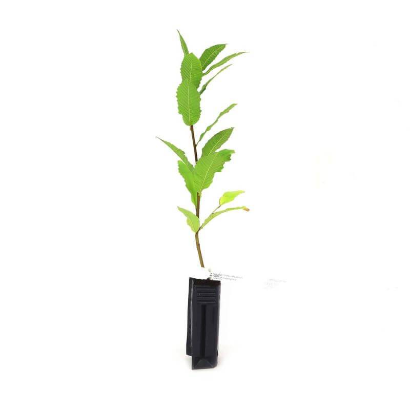 Châtaignier Commun (Castanea Sativa) - Godet - Taille 20/40cm - Pépinières Naudet - Image 3