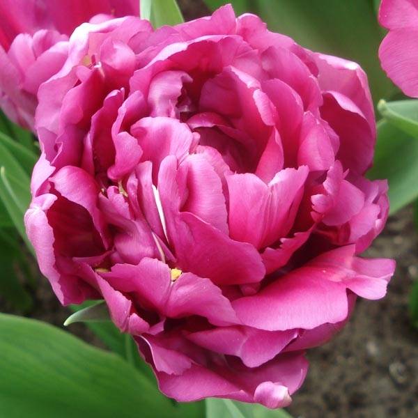 Promesse de Fleurs - Tulipe double hâtive Royal Acres Bulbe calibre 11+ (par 10)