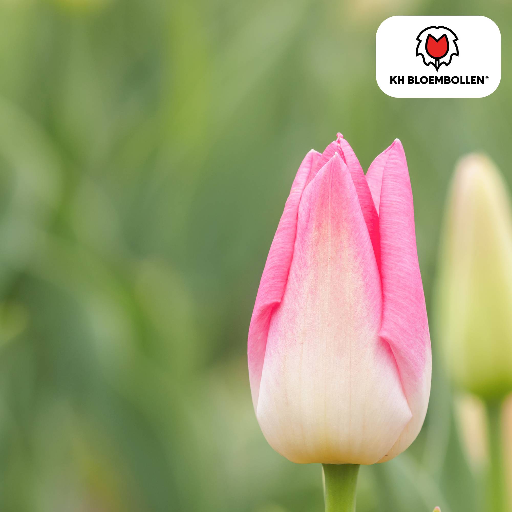 La Green Touch - Tulipe Dynasty - 20 bulbes - Image 4
