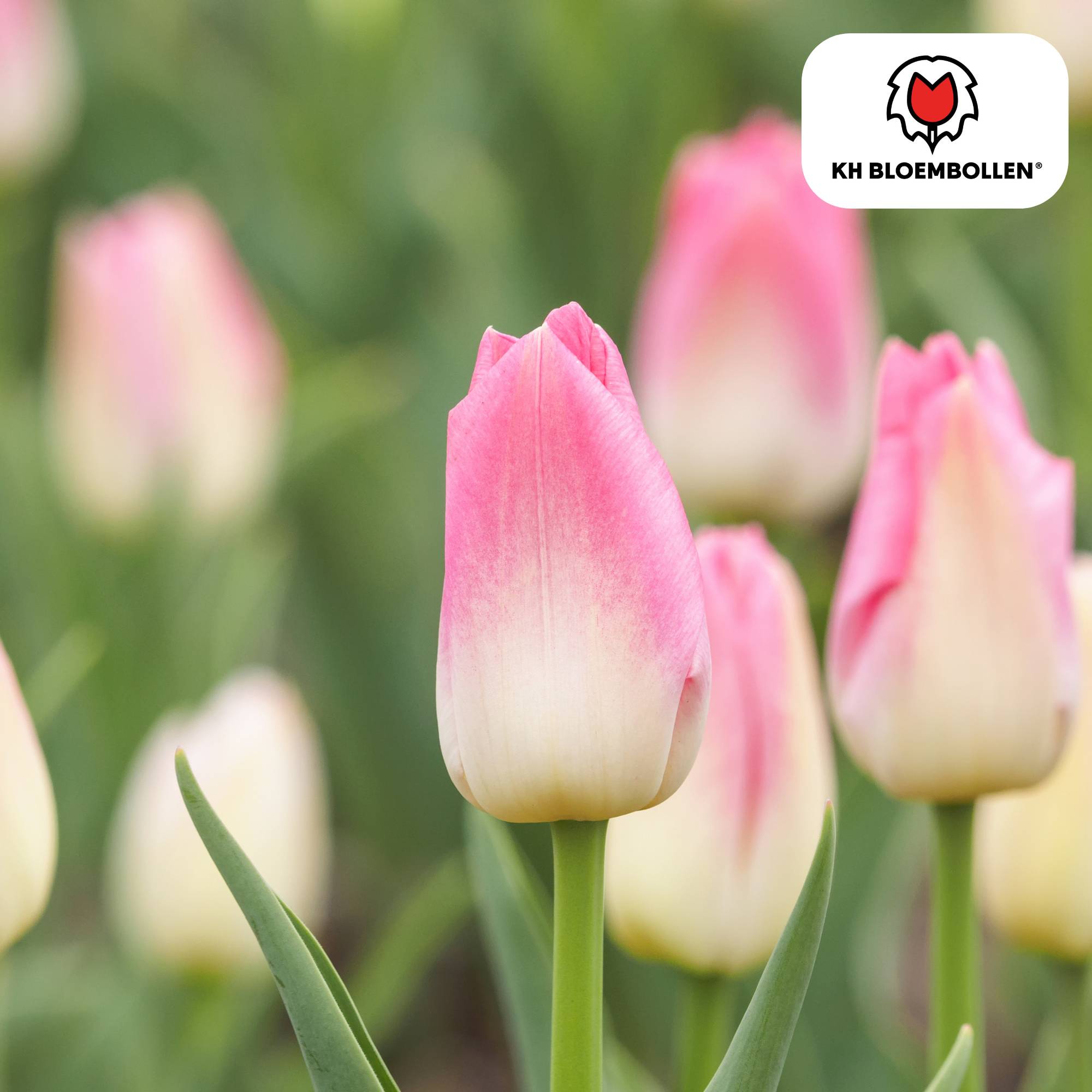 La Green Touch - Tulipe Dynasty - 20 bulbes - Image 3