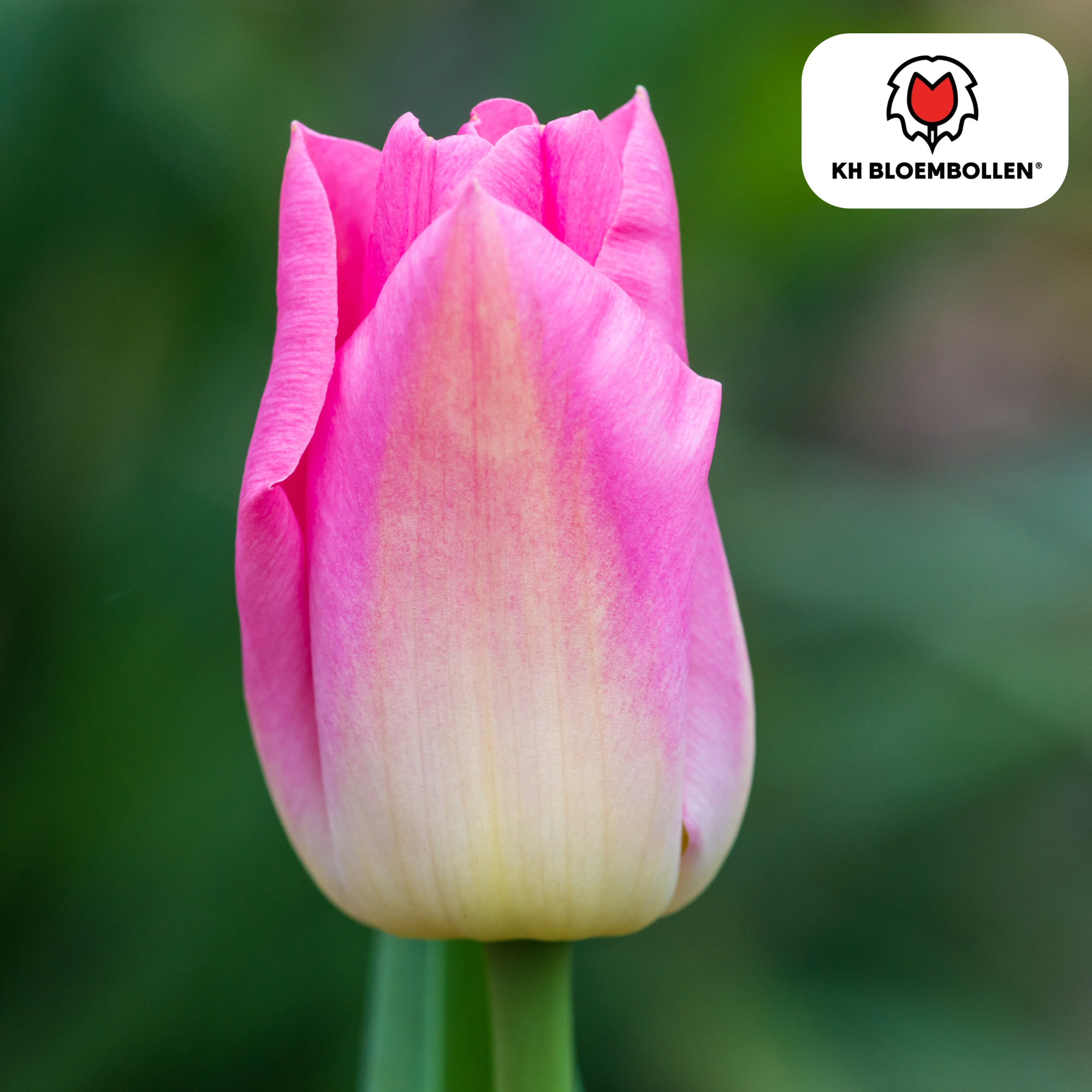La Green Touch - Tulipe Dynasty - 20 bulbes - Image 2
