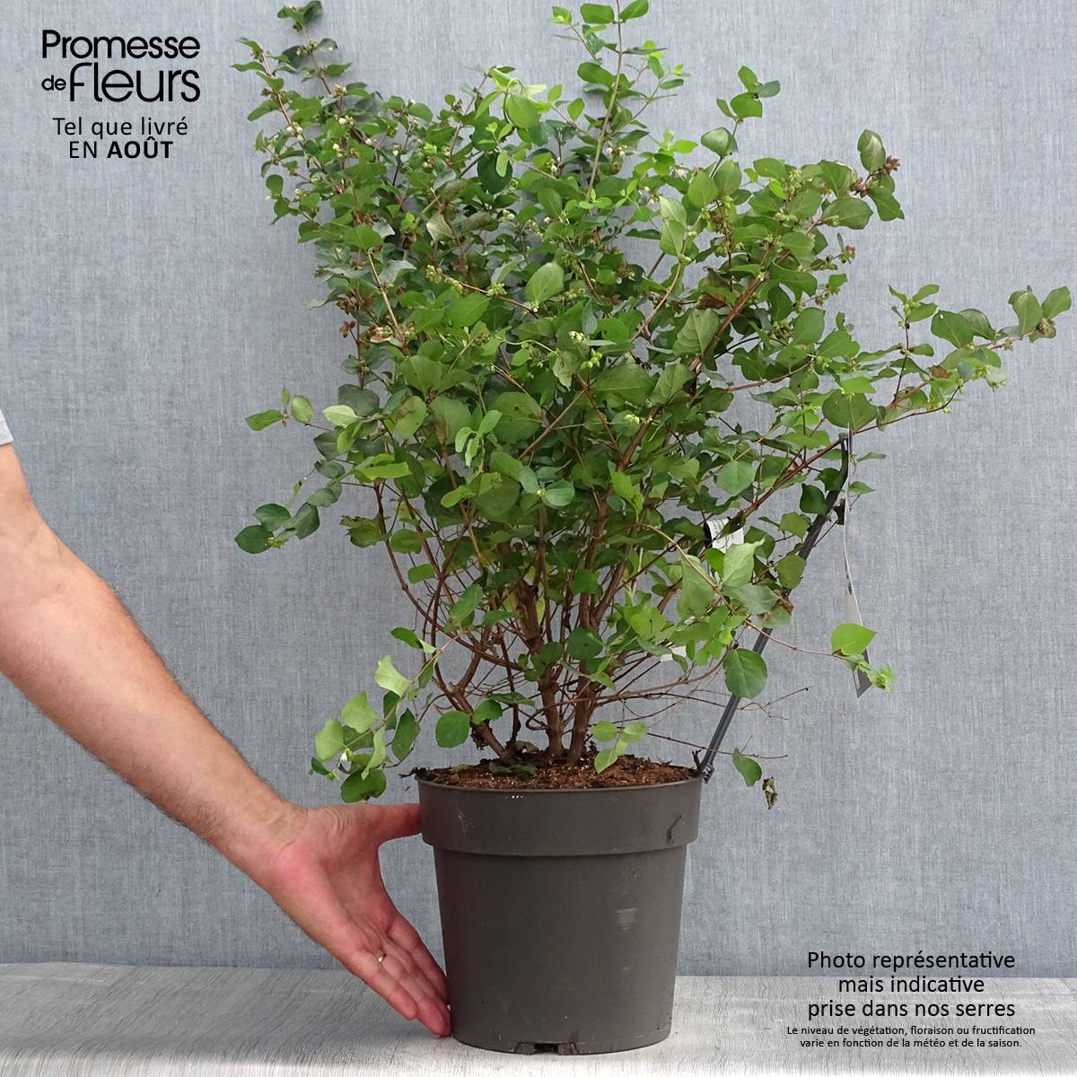 Symphorine - Symphoricarpos orbiculatus Symphony Rumble Pot de 4L/5L - Image 2