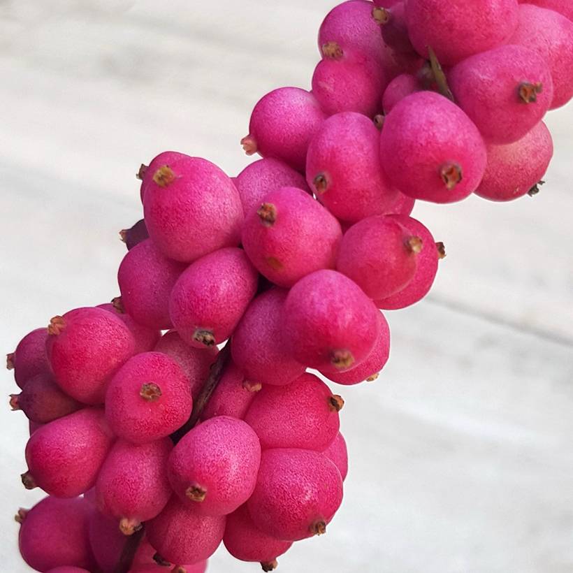 Symphorine - Symphoricarpos orbiculatus Symphony Rumble Pot de 4L/5L