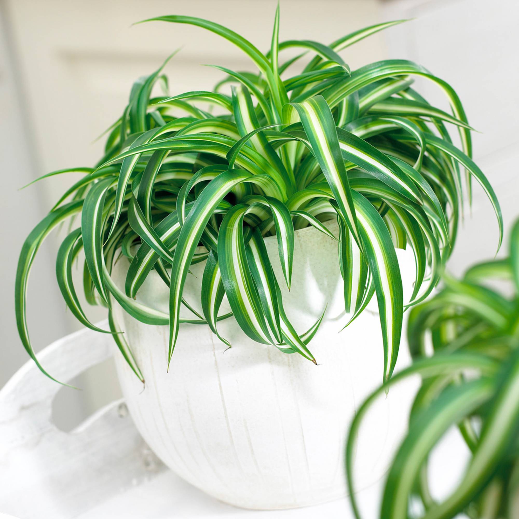Gardenersdream - Superbe Plante D'Intérieur Chlorophytum Chevelu "Bonnie" Phalangère Retombante - GardenersDream - Image 1