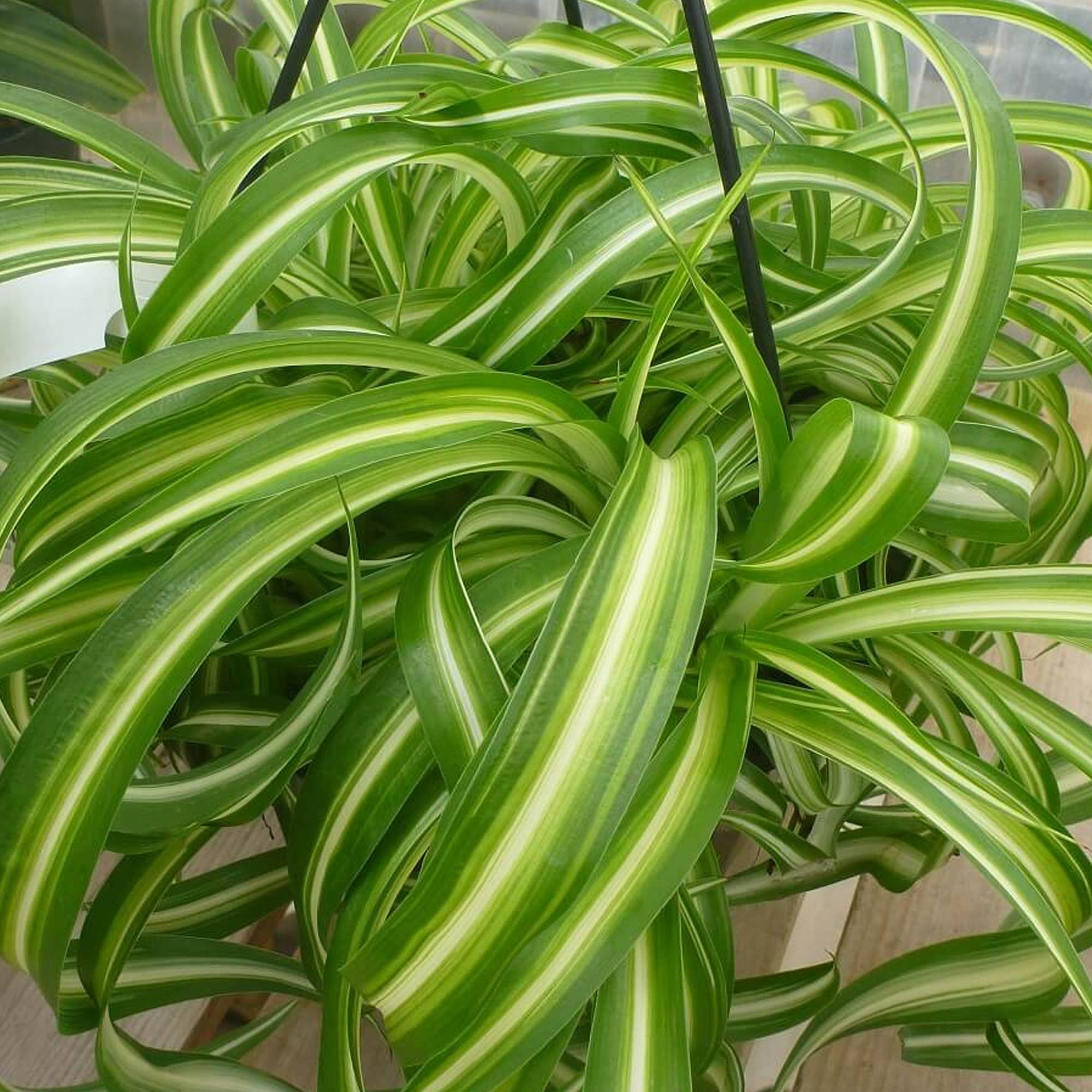 Gardenersdream - Superbe Plante D'Intérieur Chlorophytum Chevelu "Bonnie" Phalangère Retombante - GardenersDream - Image 3