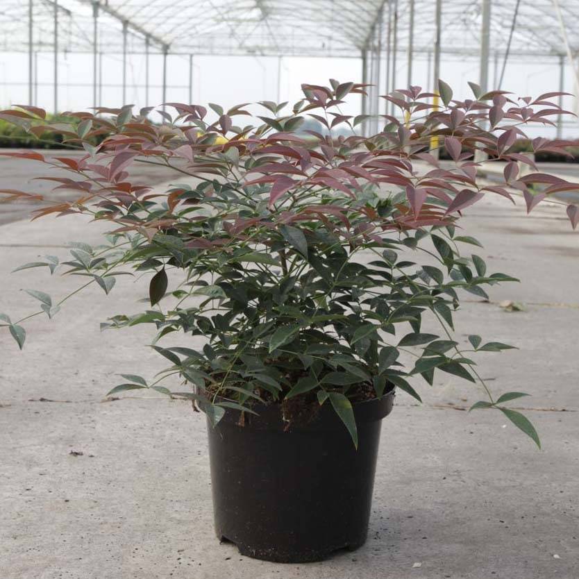 Nandina domestica Flirt - Bambou sacré nain Pot de 12 cm / 13 cm - Image 1