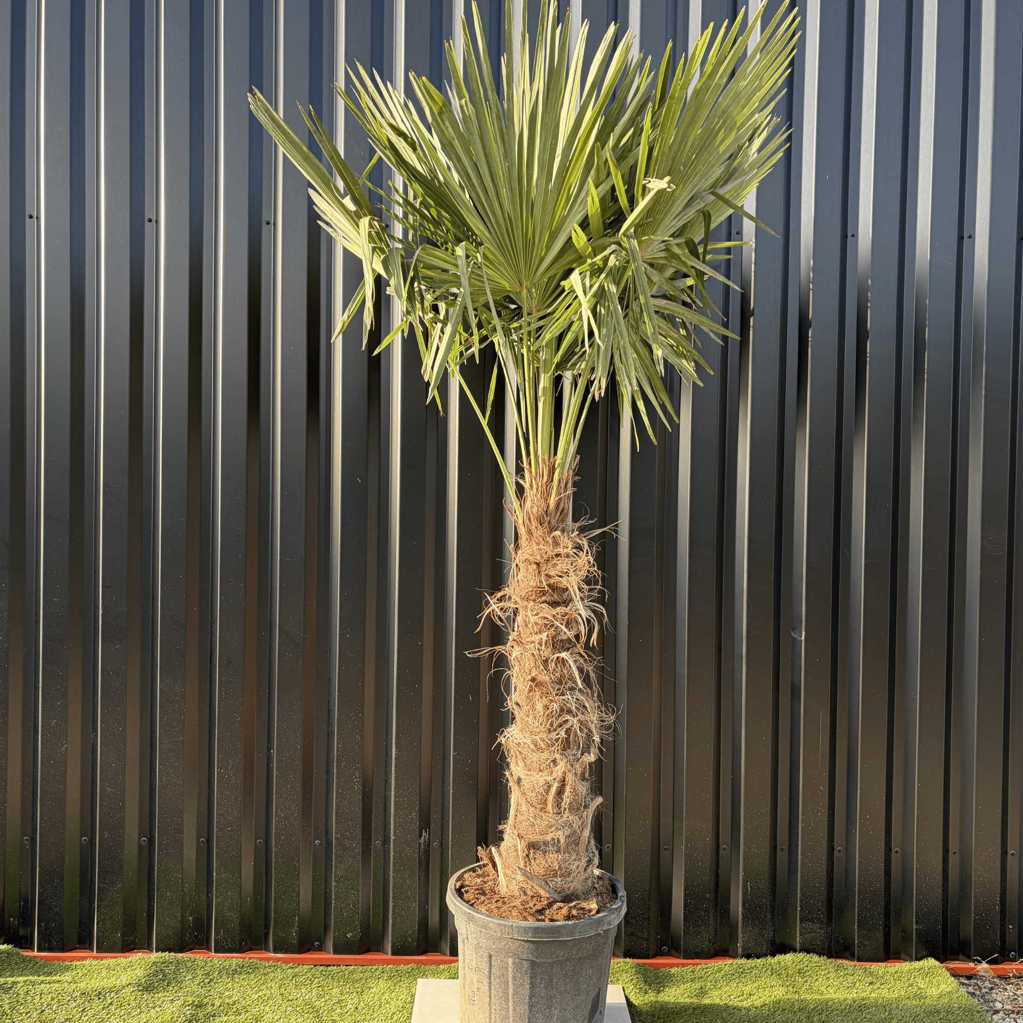 Palmier Trachycarpus Fortunei Tronc de 80/100 cm, H.220 cm - Image 1