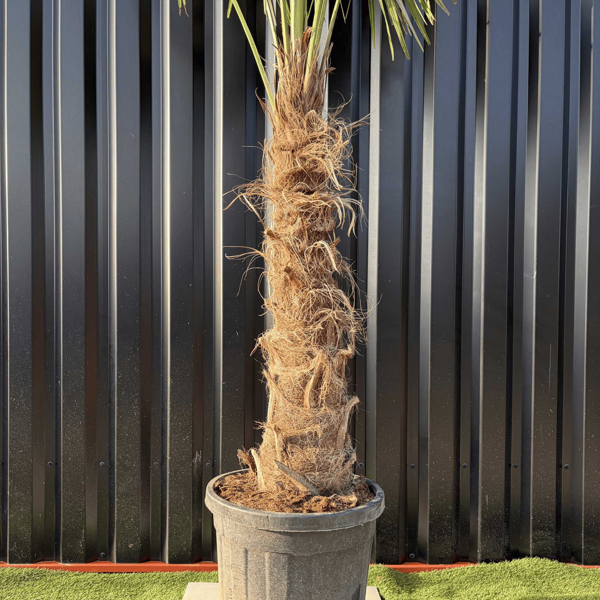 Palmier Trachycarpus Fortunei Tronc de 80/100 cm, H.220 cm - Image 3