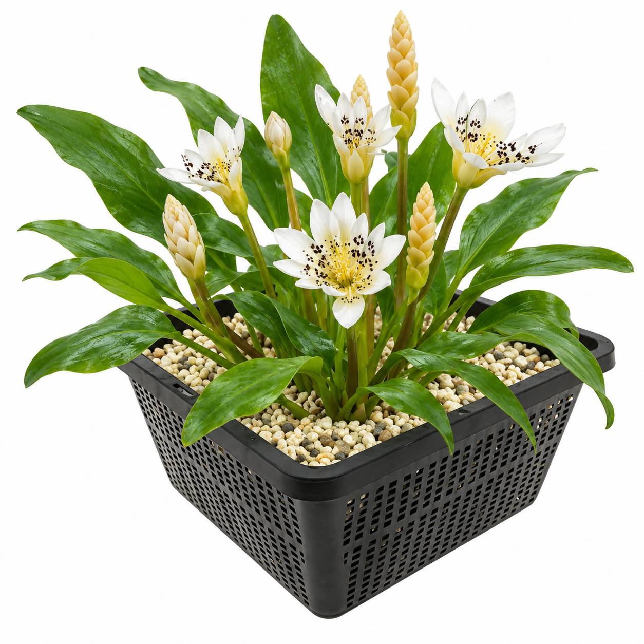 Nénuphar du Cap - Aponogeton distachyos - Image 1