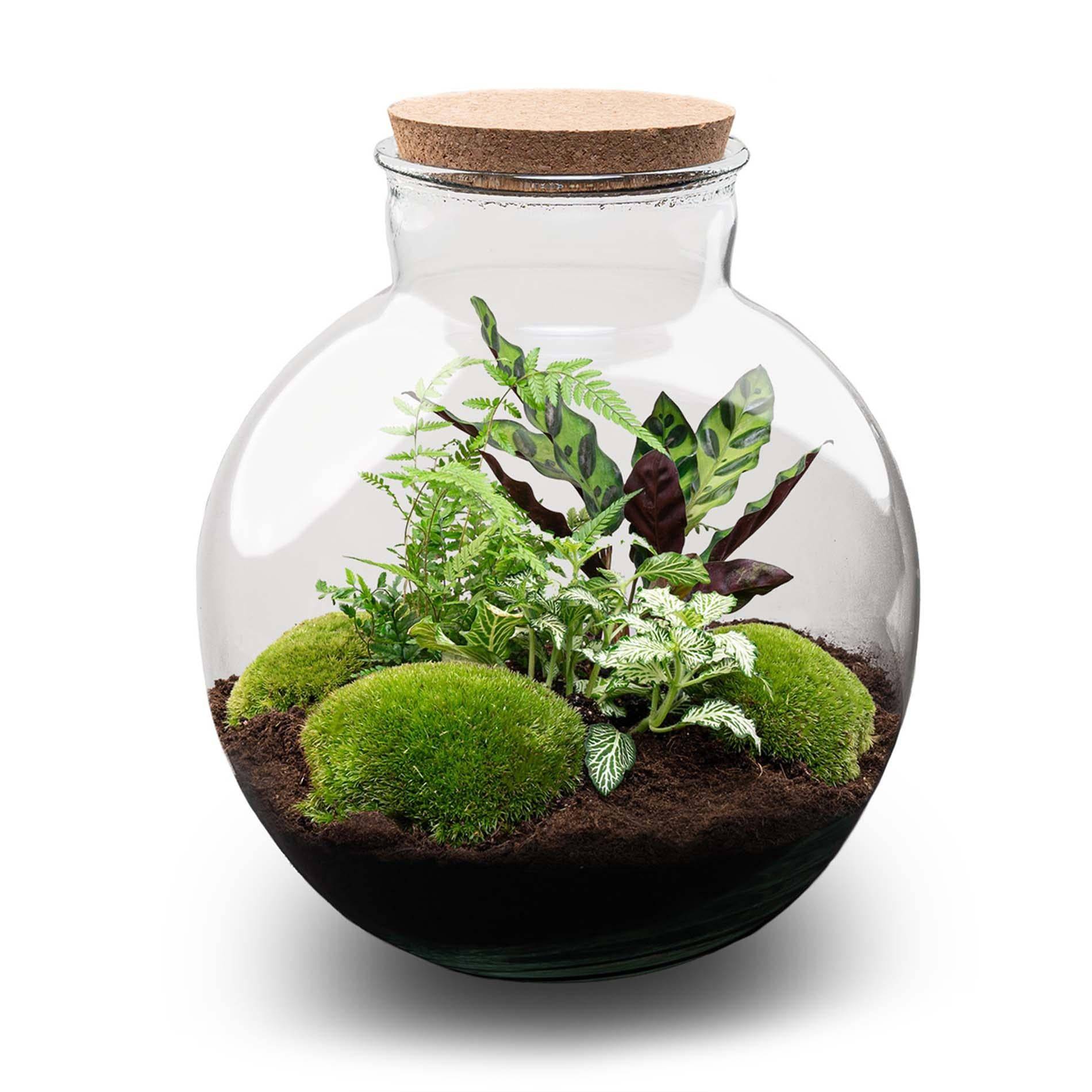 Diy Planten Terrarium (Avec Verlichting) - D31 H31cm