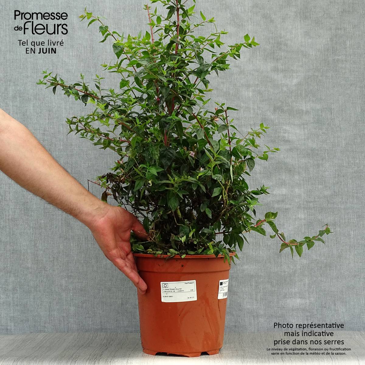 Promesse de Fleurs - Abelia Edward Goucher Pot de 7,5L/10L - Image 2