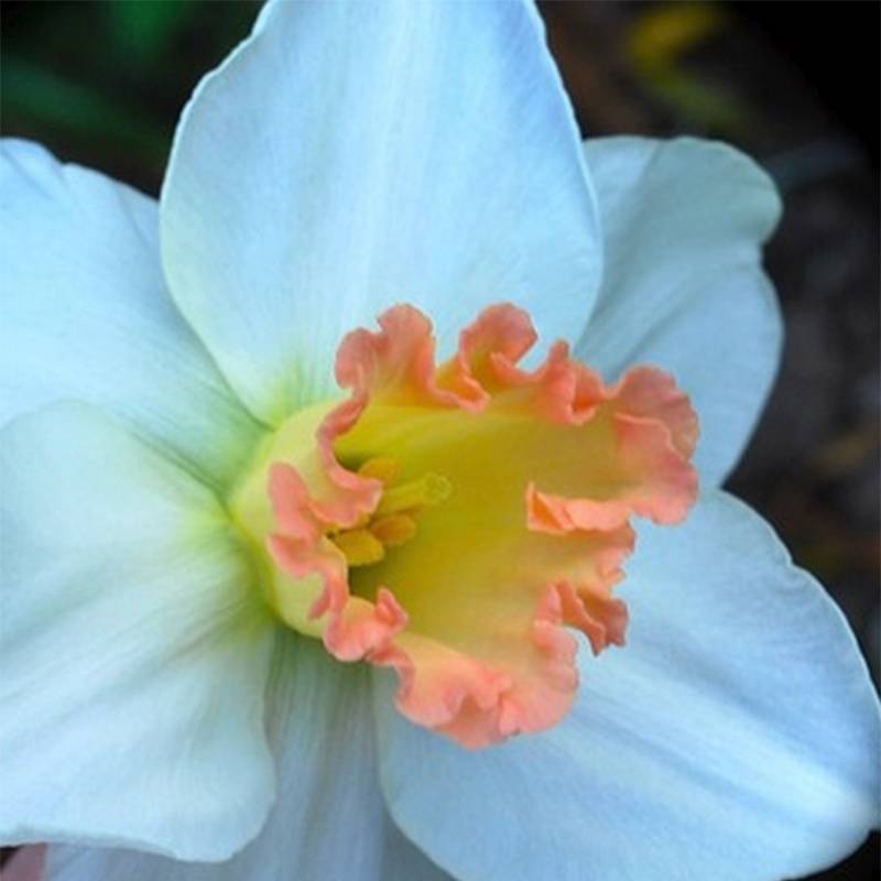 Promesse de Fleurs - Narcisse Skype Bulbe calibre 14/16 (par 6)