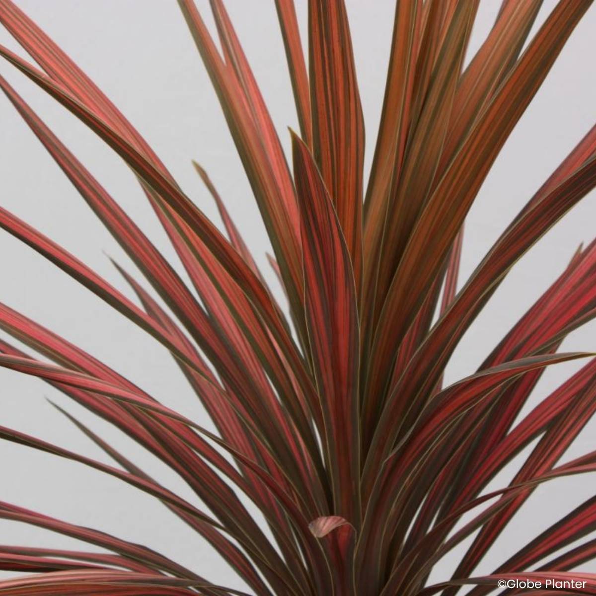 Promesse de Fleurs - Cordyline australis Coral Pot de 3L/4L