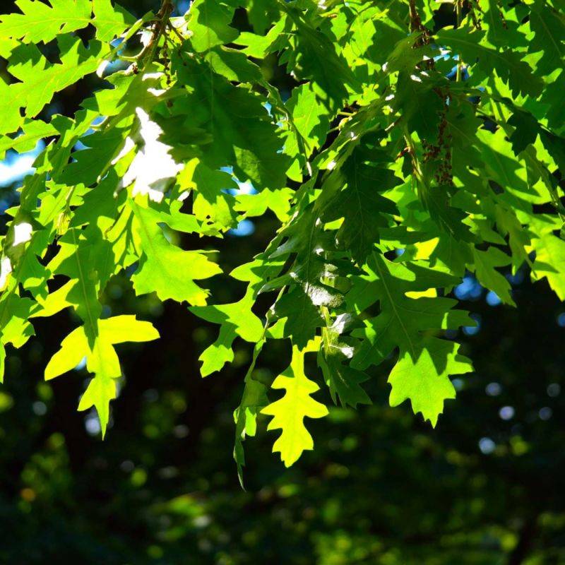 Chêne chevelu (Quercus cerris) - Godet - Taille 20/40cm - Pépinières Naudet - Image 2