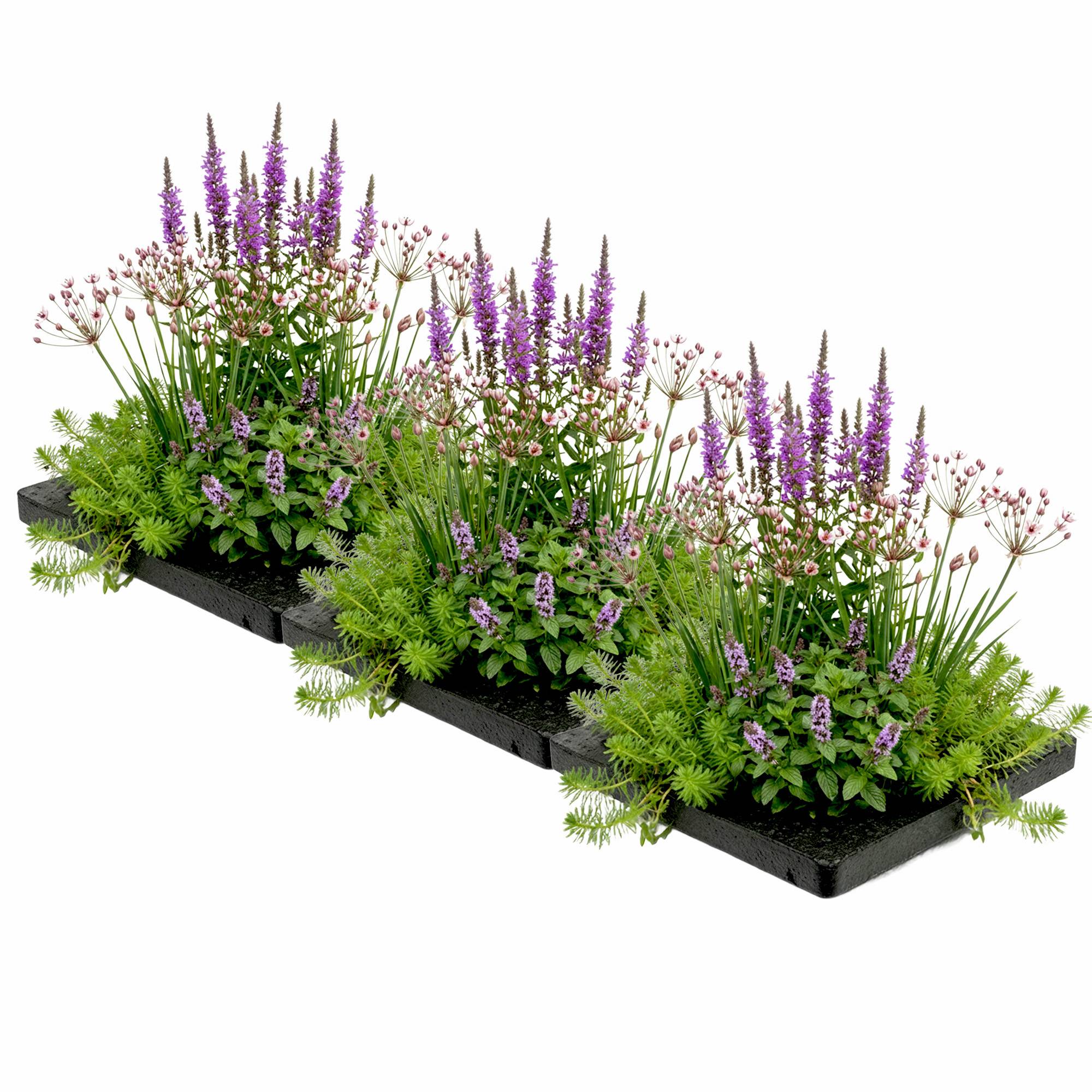 0 - Île Bassin Anti-Moustiques 75x25 cm - Set 12 Plantes et 3 Anneaux