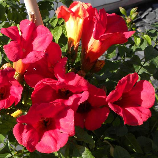 Bignone - Campsis tagliabuana Summer Jazz Fire Pot de 2L/3L