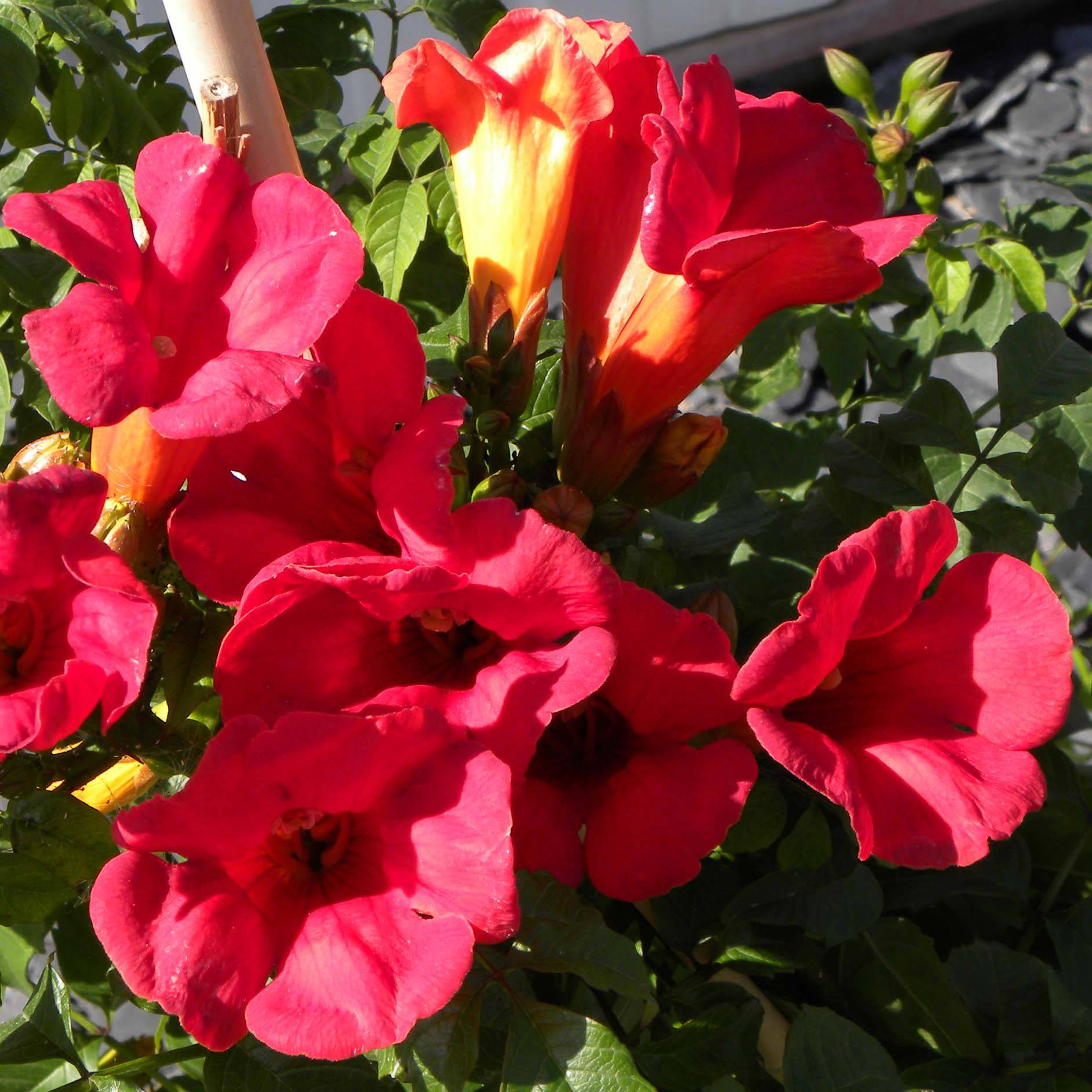 Bignone - Campsis tagliabuana Summer Jazz Fire Pot de 2L/3L