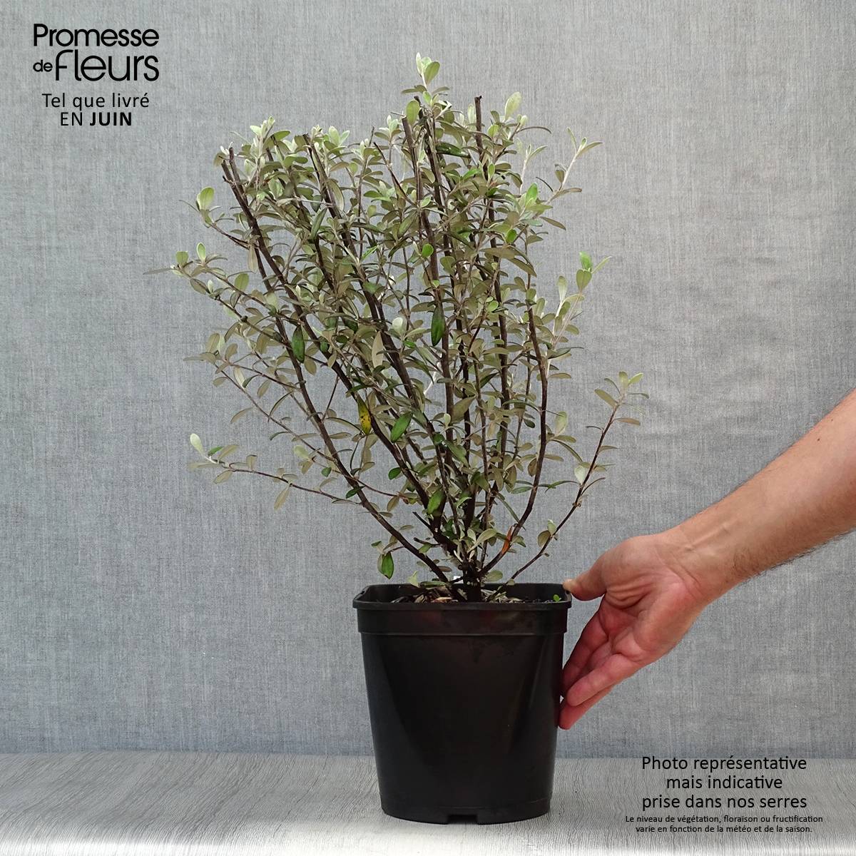 Promesse de Fleurs - Corokia virgata Frosted chocolate - Corokie Pot de 4L/5L - Image 2