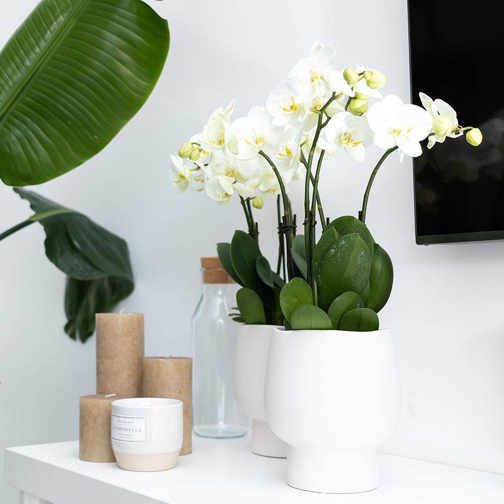 La Green Touch - Orchidée Amabilis Blanche et son pot- La Green Touch Blanc Scandic - Hauteur 35cm - Image 7