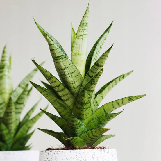 Gardenersdream - Sansevieria Tough Lady À Feuillage Persistant | Plante D'Intérieur À Vendre (De 30 À 40 Cm Avec Pot) - GardenersDream - Image 1