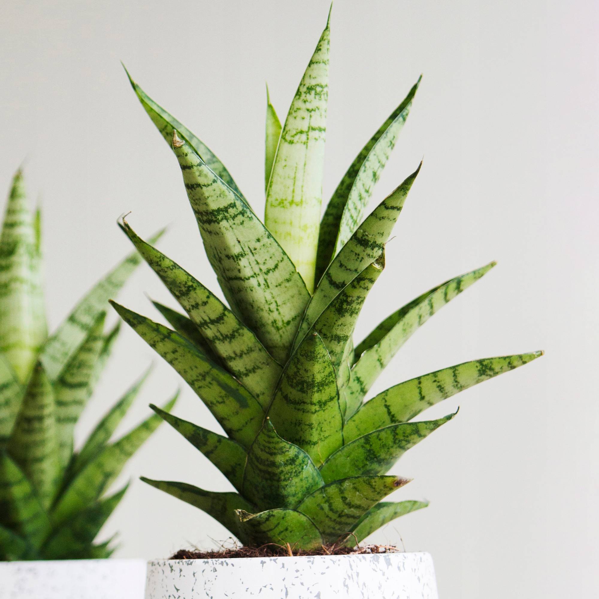 Gardenersdream - Sansevieria Tough Lady À Feuillage Persistant | Plante D'Intérieur À Vendre (De 30 À 40 Cm Avec Pot) - GardenersDream - Image 1