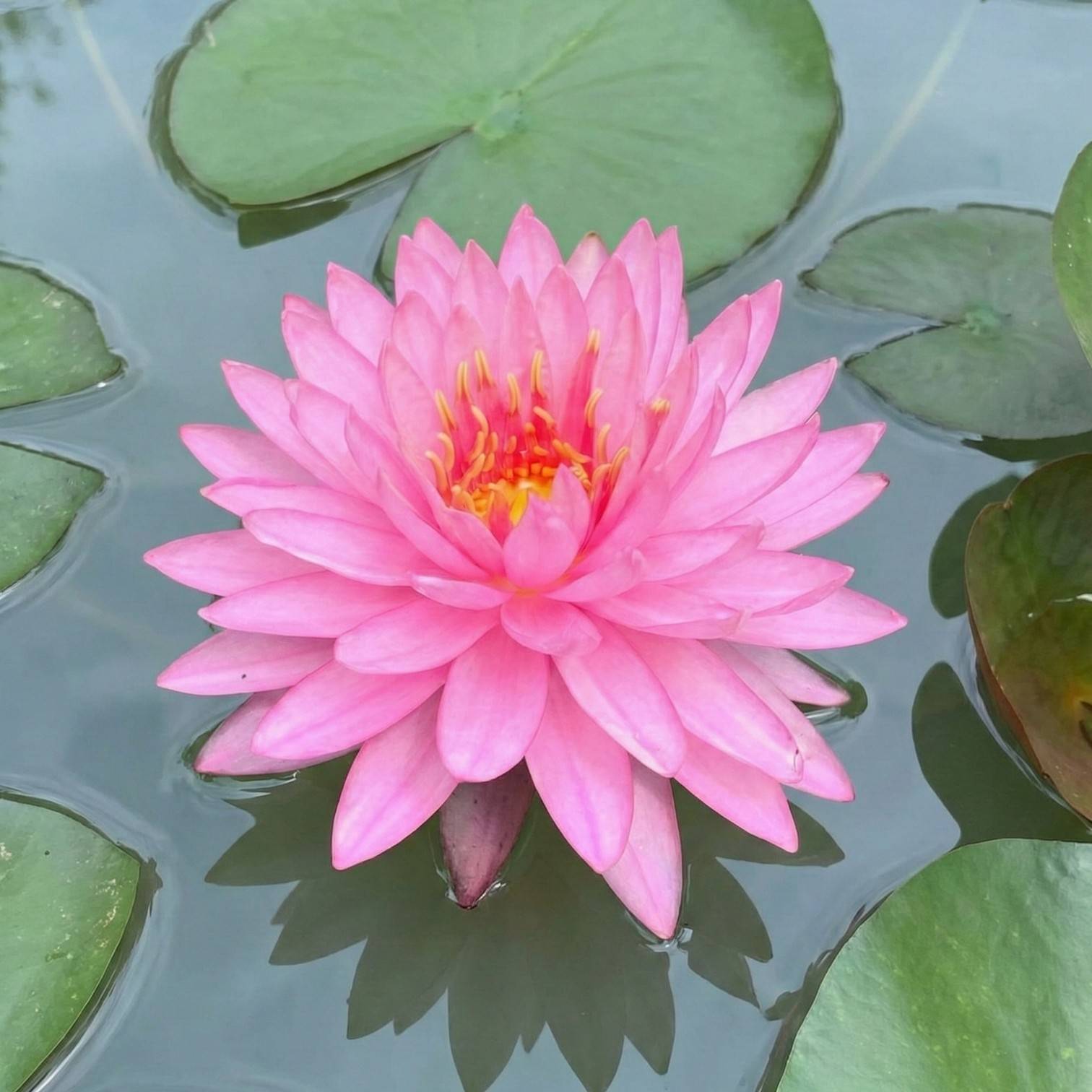 Nénuphar - Nymphaea 'Brittella' - Image 3