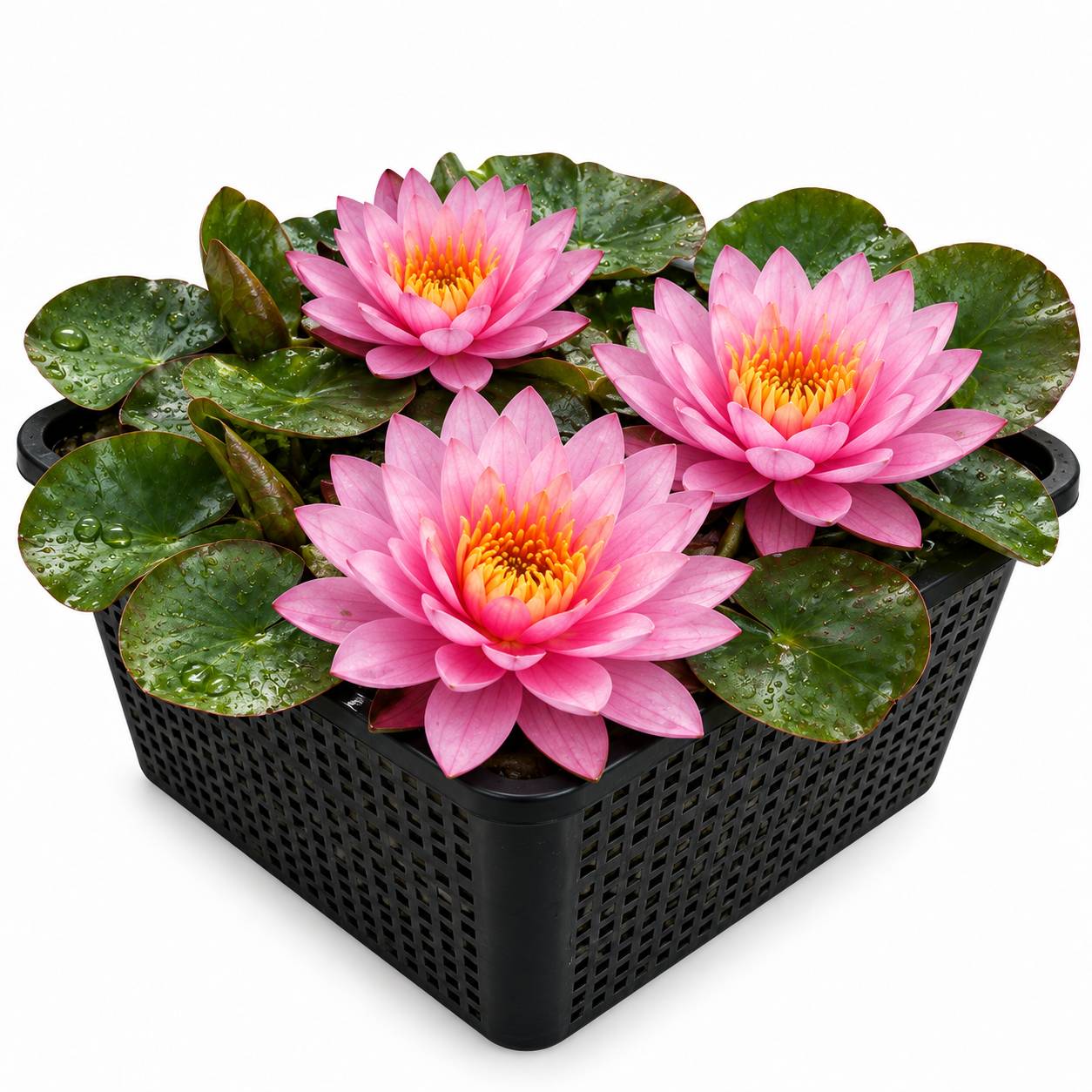 Nénuphar - Nymphaea 'Brittella' - Image 1