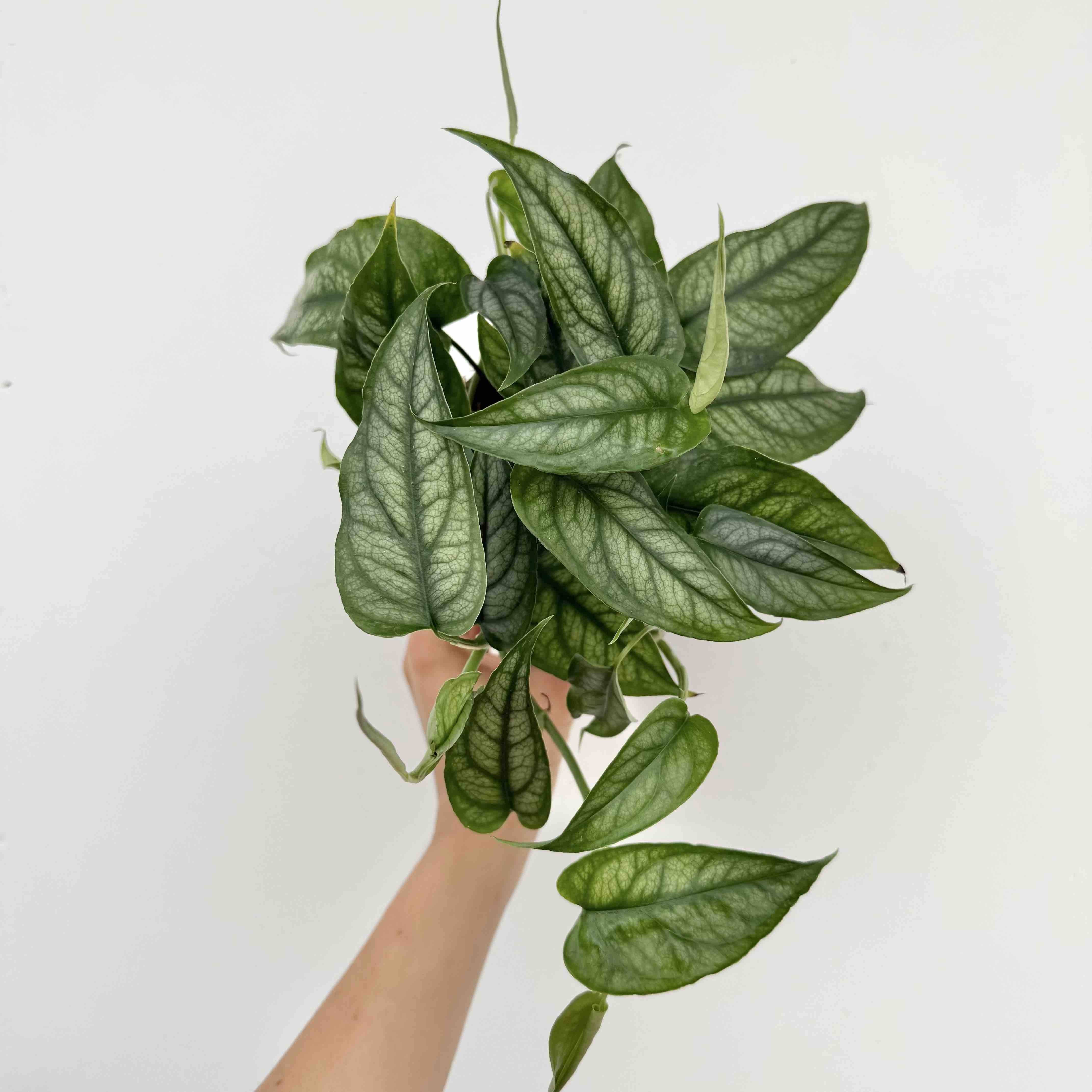 Monstera Siltepecana - Pot de 6cm - Plantes d'intérieur - Image 6