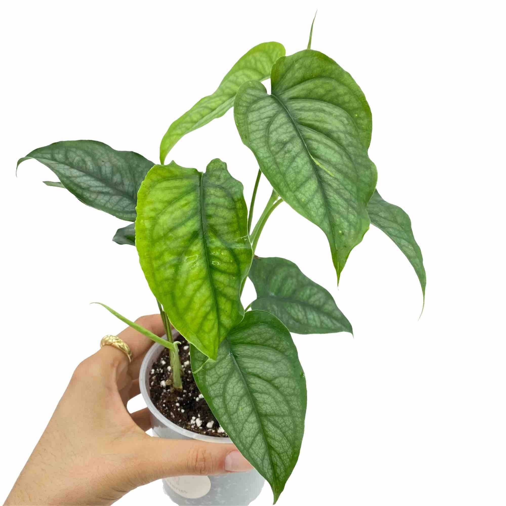 Monstera Siltepecana - Pot de 6cm - Plantes d'intérieur - Image 5