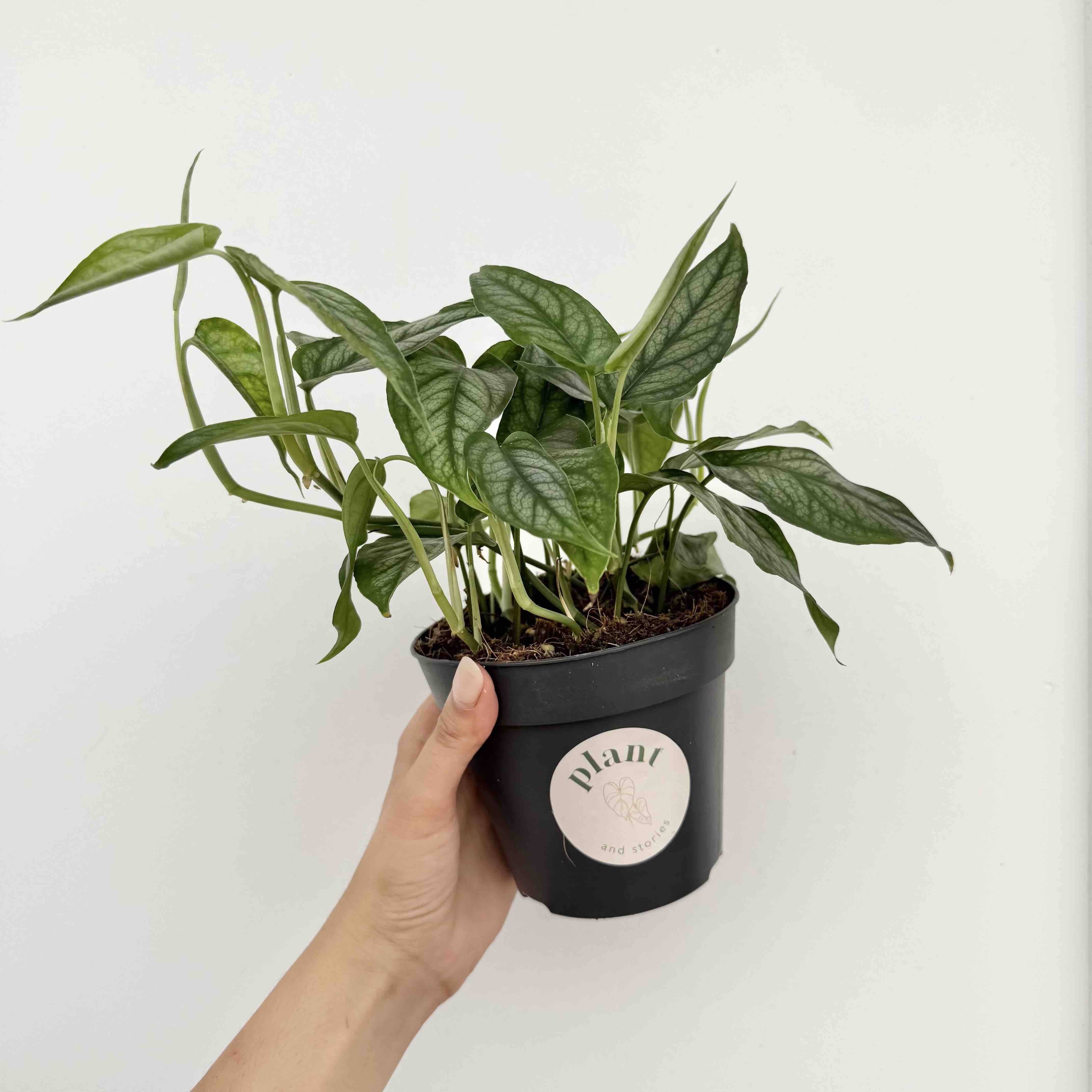 Monstera Siltepecana - Pot de 6cm - Plantes d'intérieur - Image 8
