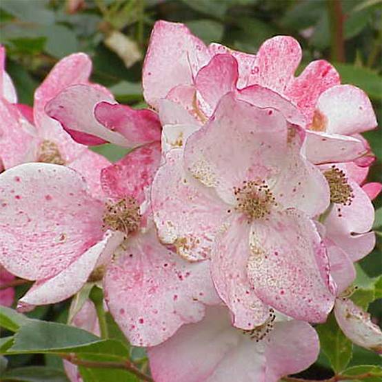 Rosier arbustif Rush Pot de 4L/5L