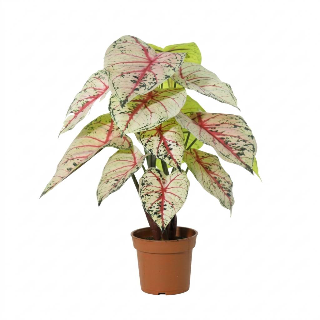 PANGIVO - Plante artificielle Caladium plastique blanc et rose 57 cm - PANGIVO
