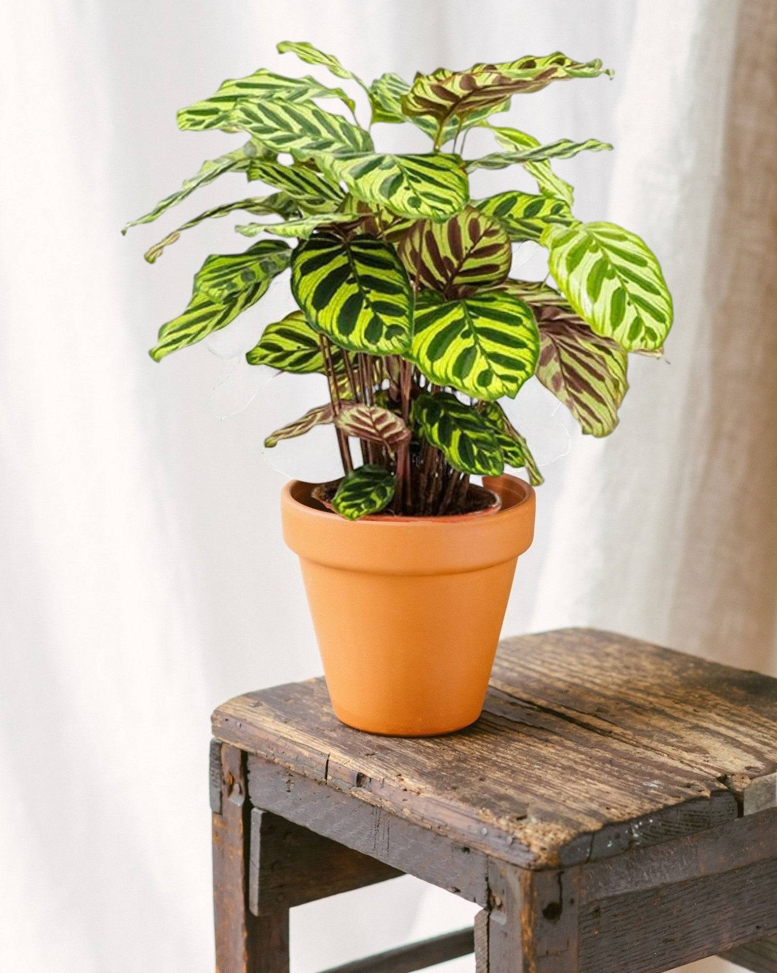 La Green Touch - Calathea Makoyana 45cm - Plante d'intérieur- La Green Touch - Image 2