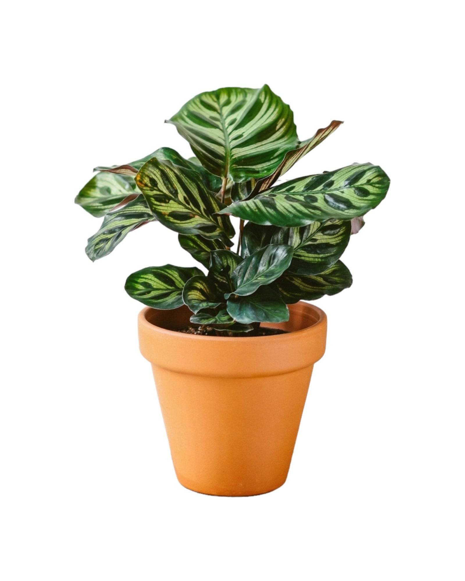 La Green Touch - Calathea Makoyana 45cm - Plante d'intérieur- La Green Touch - Image 1
