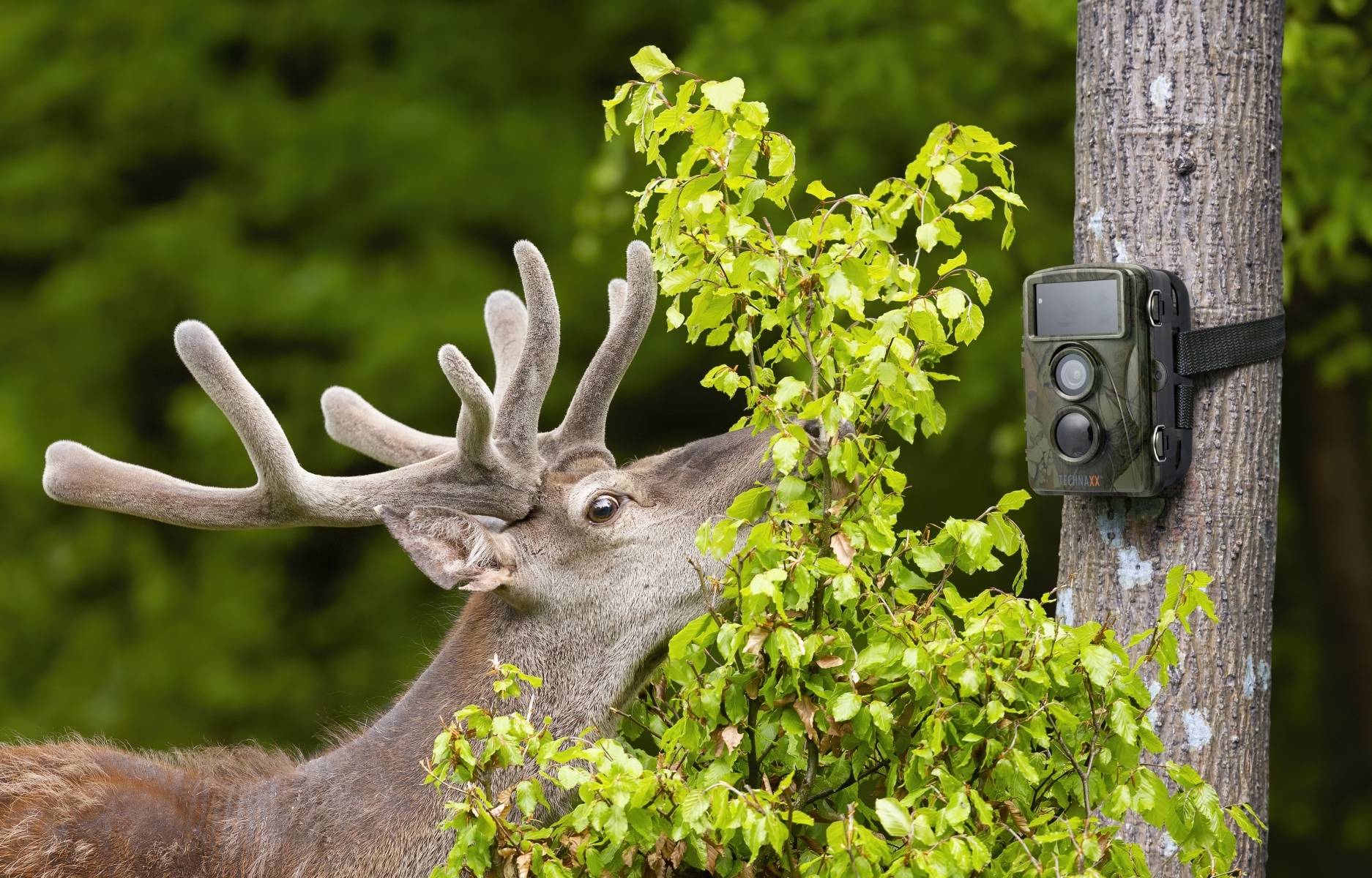 TECHNAXX - CAMERA DE SURVEILLANCE NATURE FULL HD TX-160 - Image 4