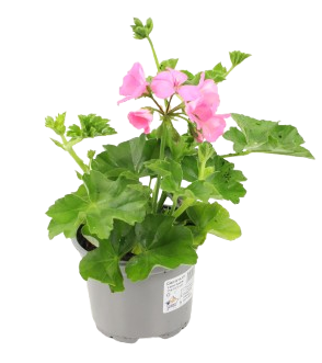 Géranium lierre double pot de 10,5cm