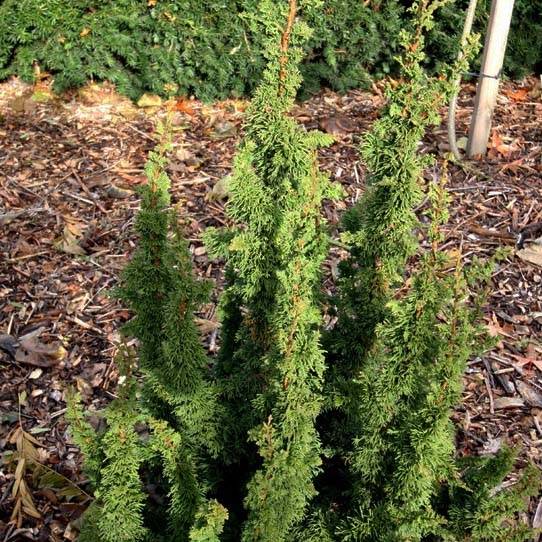 Promesse de Fleurs - Thuya du Canada - Thuja occidentalis Malonyana Holub Pot de 4L/5L