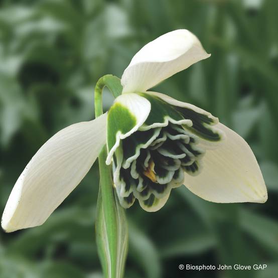 Promesse de Fleurs - Perce-neige double - Galanthus nivalis Dionysus Bulbe calibre 6+ (par 3)